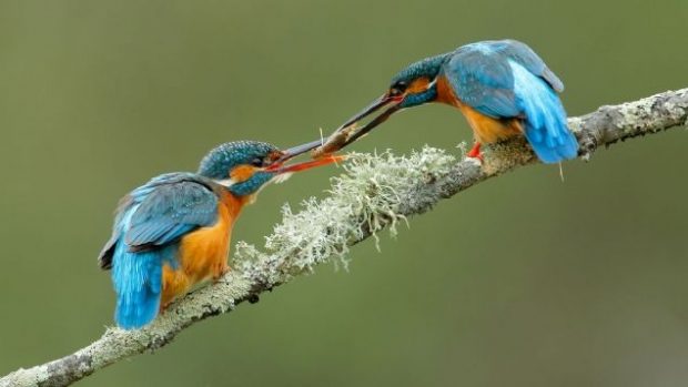 2016 National Geographic'de en iyi doğa fotoğrafları