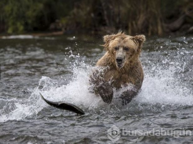 2016 National Geographic'de en iyi doğa fotoğrafları
