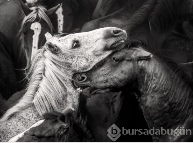 2016 National Geographic'de en iyi doğa fotoğrafları