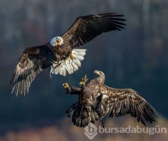 2016 National Geographic'de en iyi doğa fotoğrafları