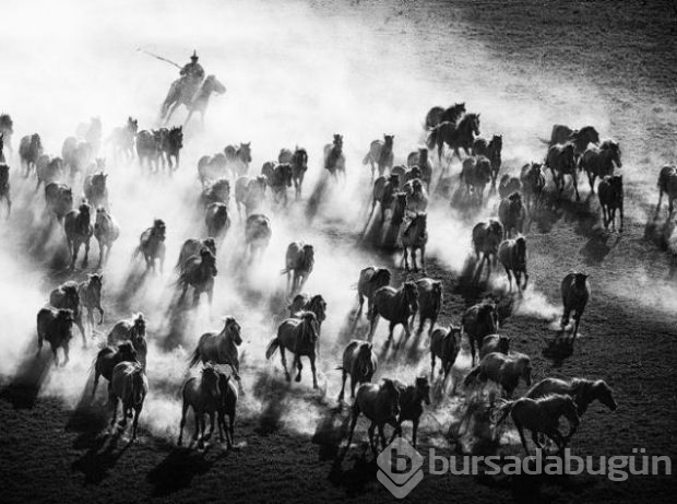 2016 National Geographic'de en iyi doğa fotoğrafları