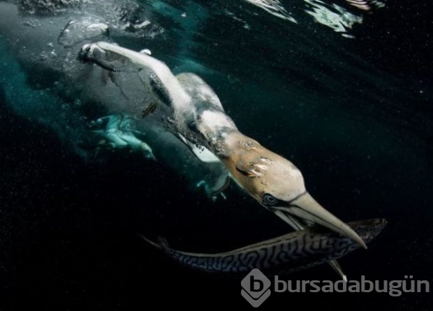 2016 National Geographic'de en iyi doğa fotoğrafları