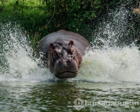 2016 National Geographic'de en iyi doğa fotoğrafları