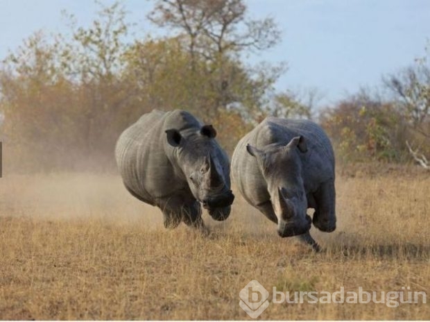 2016 National Geographic'de en iyi doğa fotoğrafları