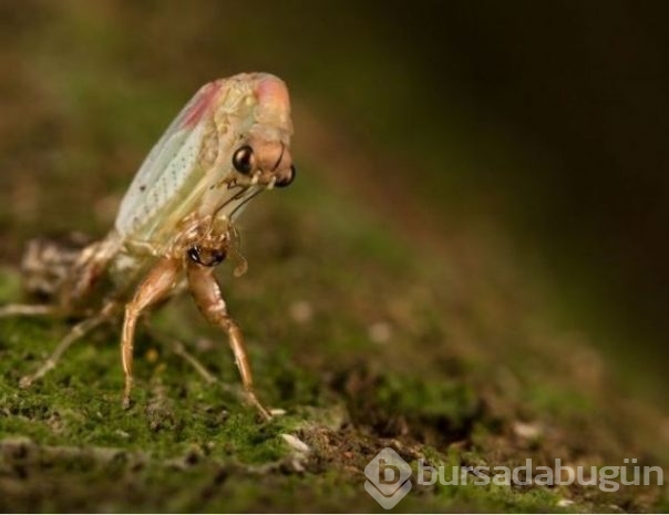 2016 National Geographic'de en iyi doğa fotoğrafları