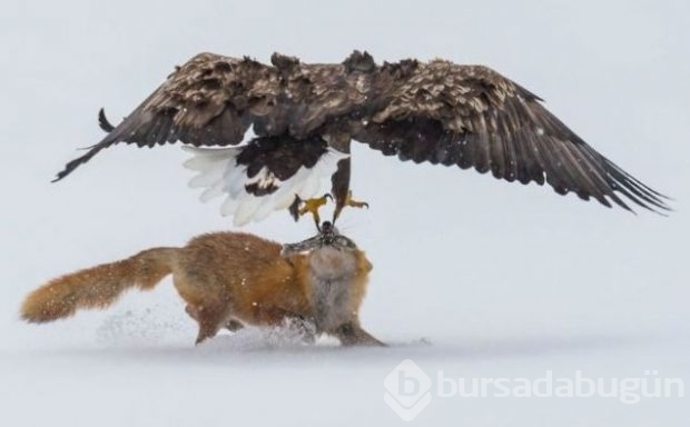 2016 National Geographic'de en iyi doğa fotoğrafları