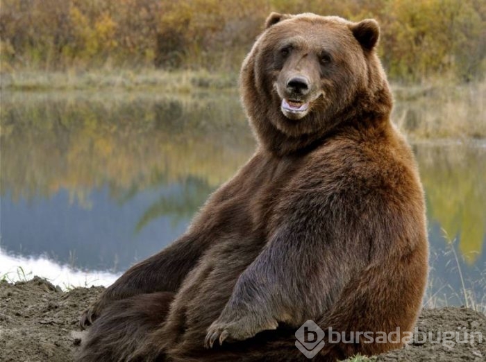 Dünyanın en mutlu hayvanları