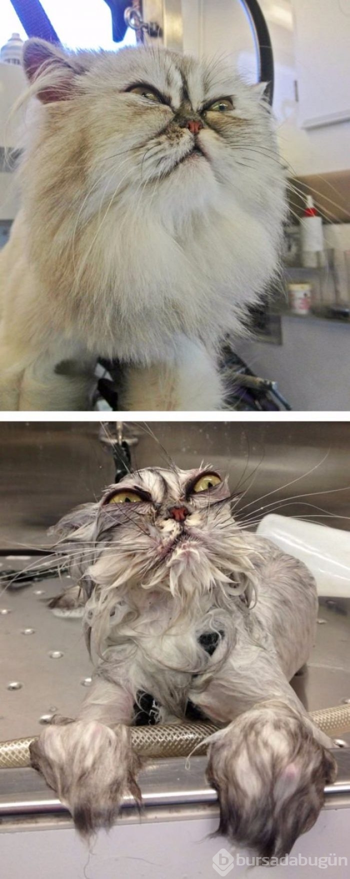 Hayvanların banyo sonrası komik halleri