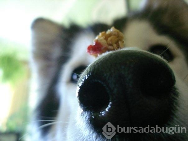 Kedi gibi davranan köpek