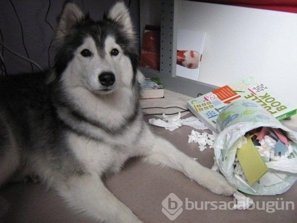Kedi gibi davranan köpek