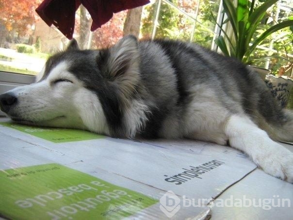 Kedi gibi davranan köpek