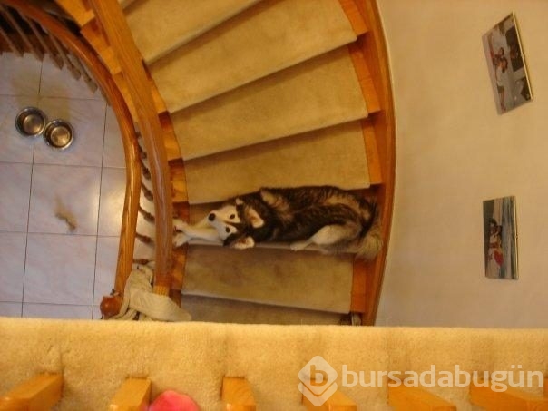 Kedi gibi davranan köpek