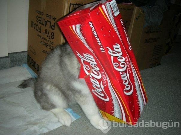 Kedi gibi davranan köpek