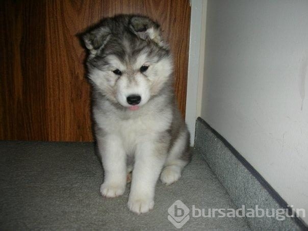 Kedi gibi davranan köpek