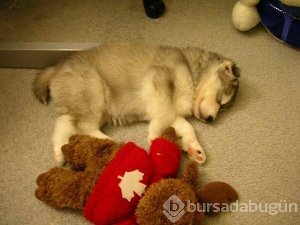 Kedi gibi davranan köpek