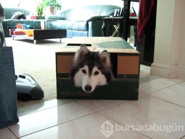 Kedi gibi davranan köpek