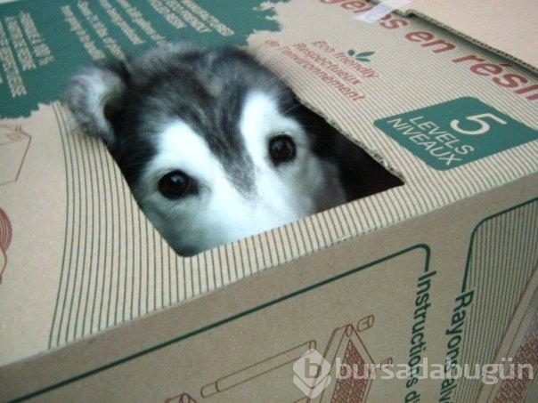 Kedi gibi davranan köpek