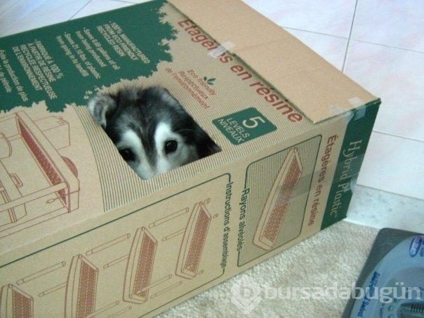 Kedi gibi davranan köpek