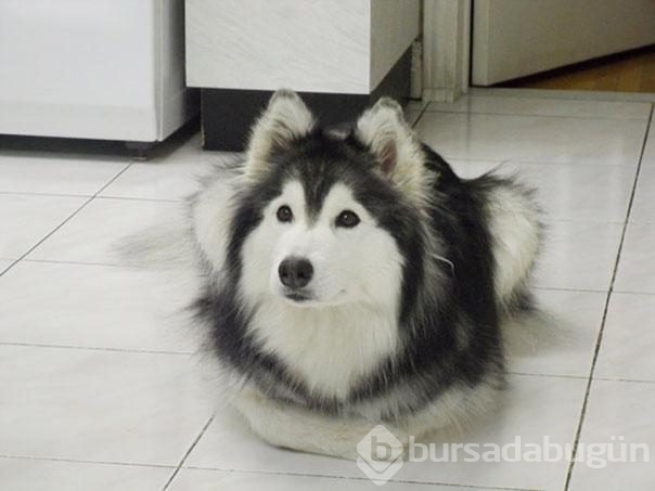 Kedi gibi davranan köpek