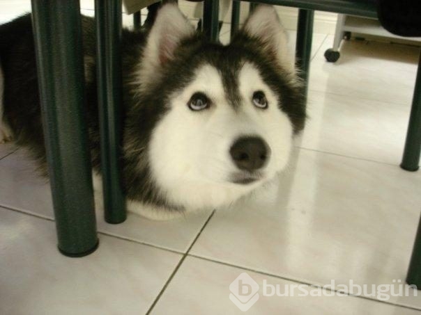 Kedi gibi davranan köpek