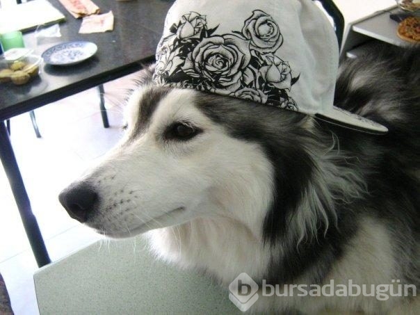 Kedi gibi davranan köpek
