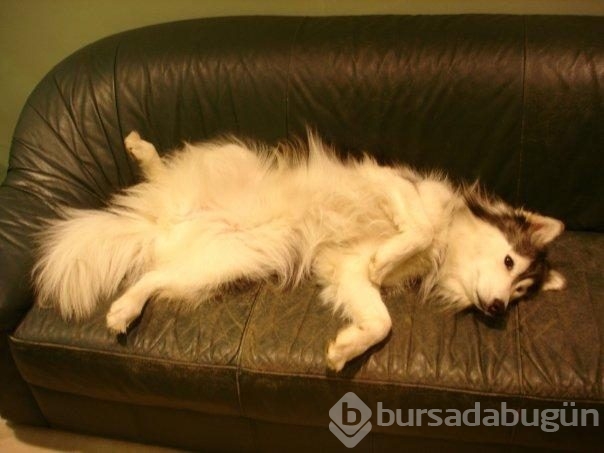 Kedi gibi davranan köpek