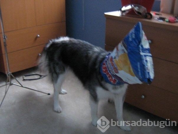 Kedi gibi davranan köpek