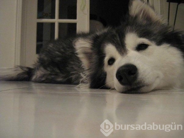 Kedi gibi davranan köpek