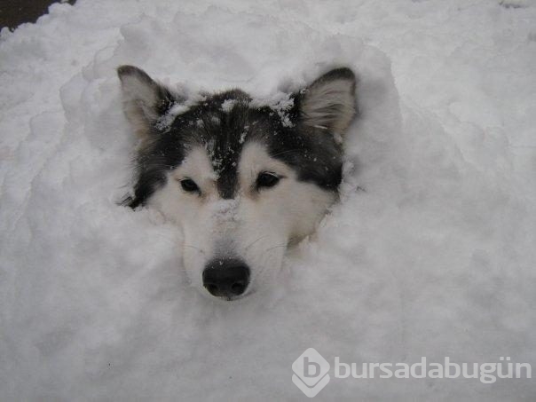 Kedi gibi davranan köpek