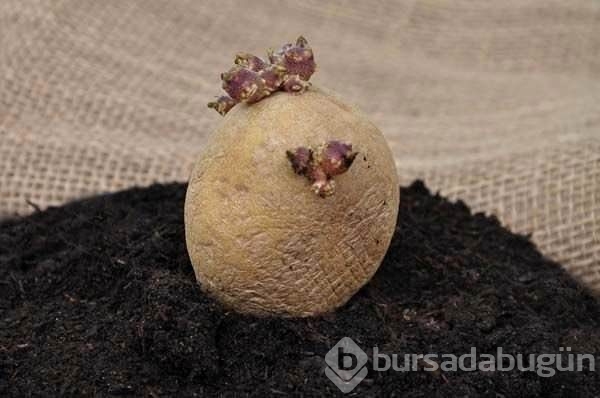 Patates hakkında ilk defa okuyacağınız 20 ilginç bilgi