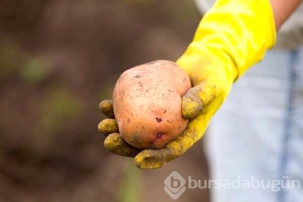 Patates hakkında ilk defa okuyacağınız 20 ilginç bilgi