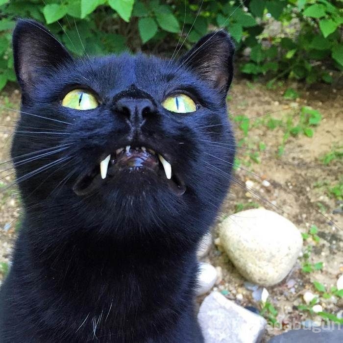 Vampir kedi 'Maymun'!