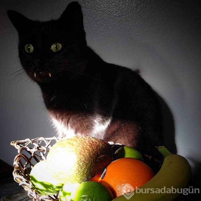 Vampir kedi 'Maymun'!
