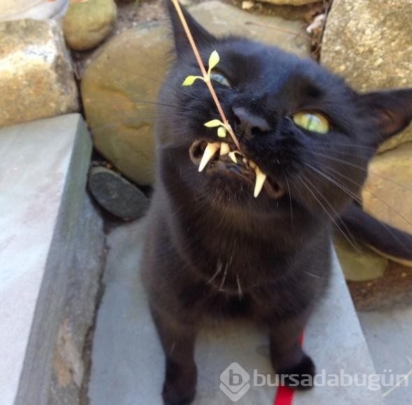 Vampir kedi 'Maymun'!