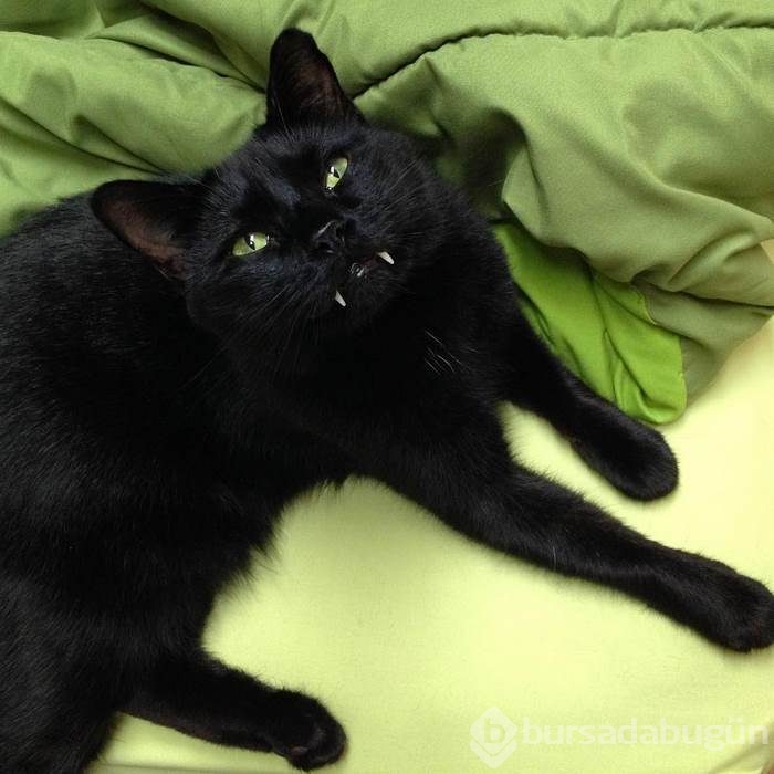 Vampir kedi 'Maymun'!