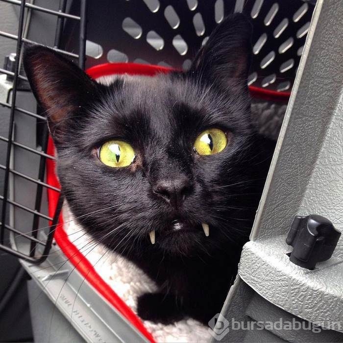 Vampir kedi 'Maymun'!
