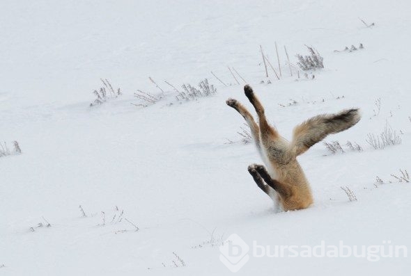 2016'nın en komik hayvan fotoğrafları