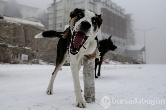 Kar Bursa'da yüzünü gösterdi!