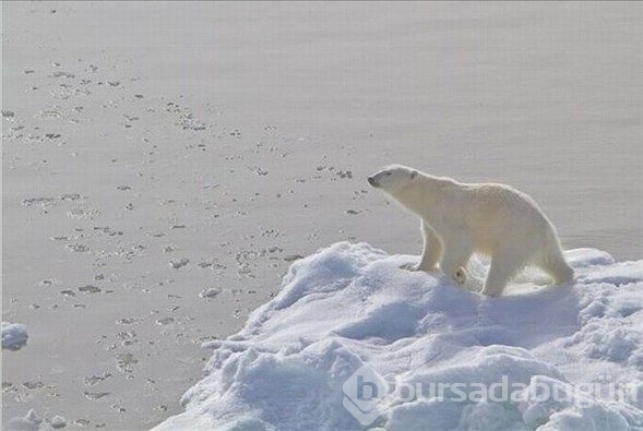 Kutup ayısı köpekle karşılaşırsa ne olur?