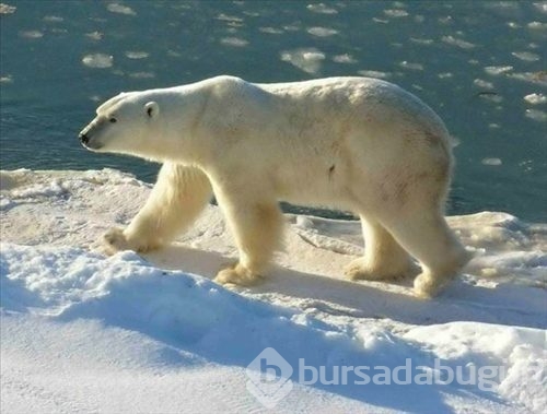 Kutup ayısı köpekle karşılaşırsa ne olur?