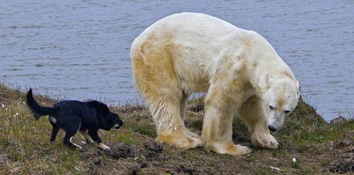 Kutup ayısı köpekle karşılaşırsa ne olur?