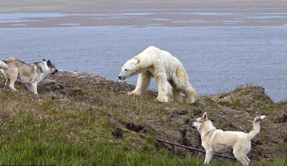 Kutup ayısı köpekle karşılaşırsa ne olur?