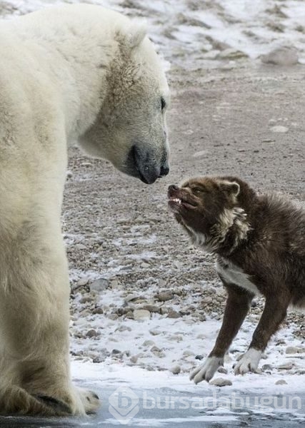 Kutup ayısı köpekle karşılaşırsa ne olur?