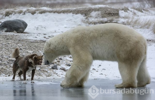 Kutup ayısı köpekle karşılaşırsa ne olur?