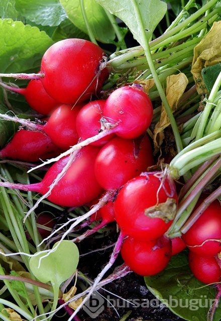 Bağışıklığı güçlendiren doğal antibiyotikler