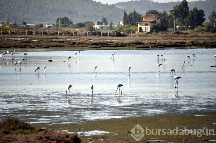Flamingolar Bodrum'a gelmeye başladı