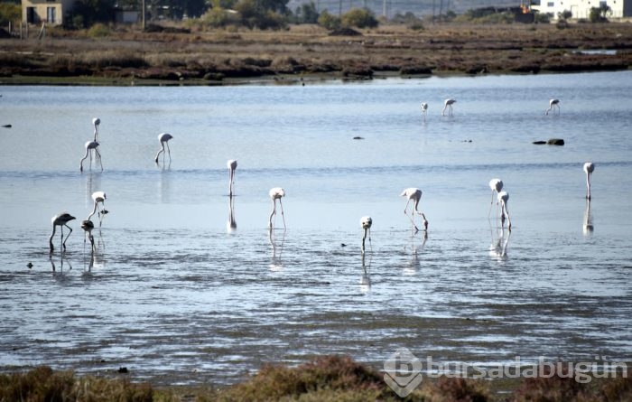 Flamingolar Bodrum'a gelmeye başladı