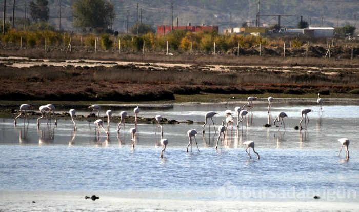Flamingolar Bodrum'a gelmeye başladı