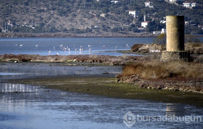 Flamingolar Bodrum'a gelmeye başladı