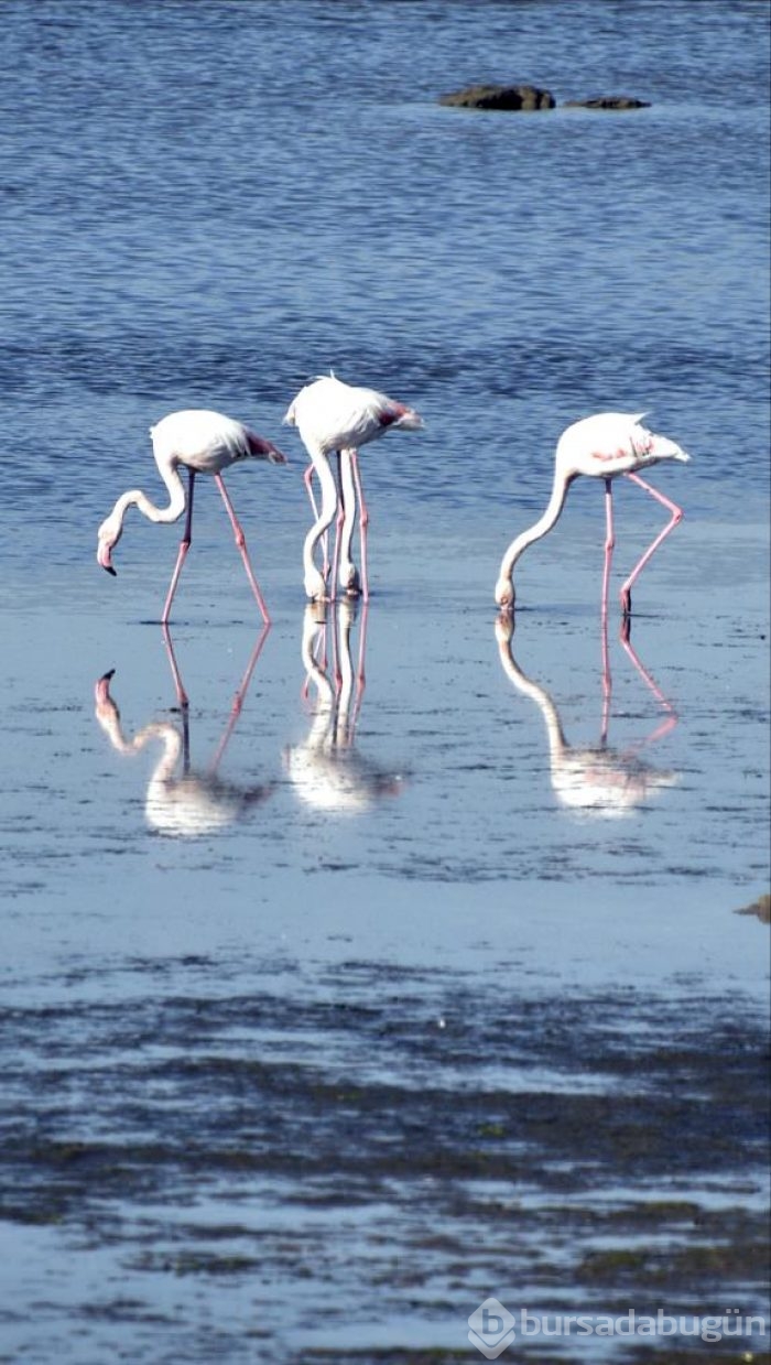 Flamingolar Bodrum'a gelmeye başladı